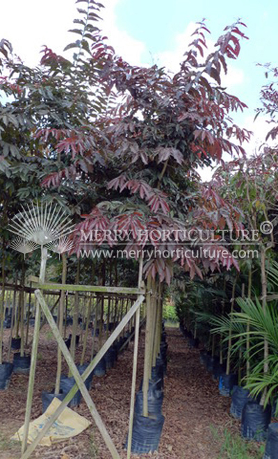 Lagerstroemia floribunda (redish)